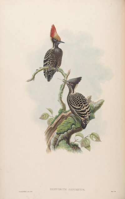 Hemicercus concretus by John Gould